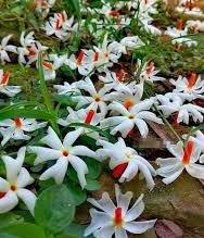 BUKHAR TURANT THIK KAISE KARE: बुखार ठीक करने का घरेलू उपाय